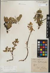 Foto von Salix kitaibeliana Willd.